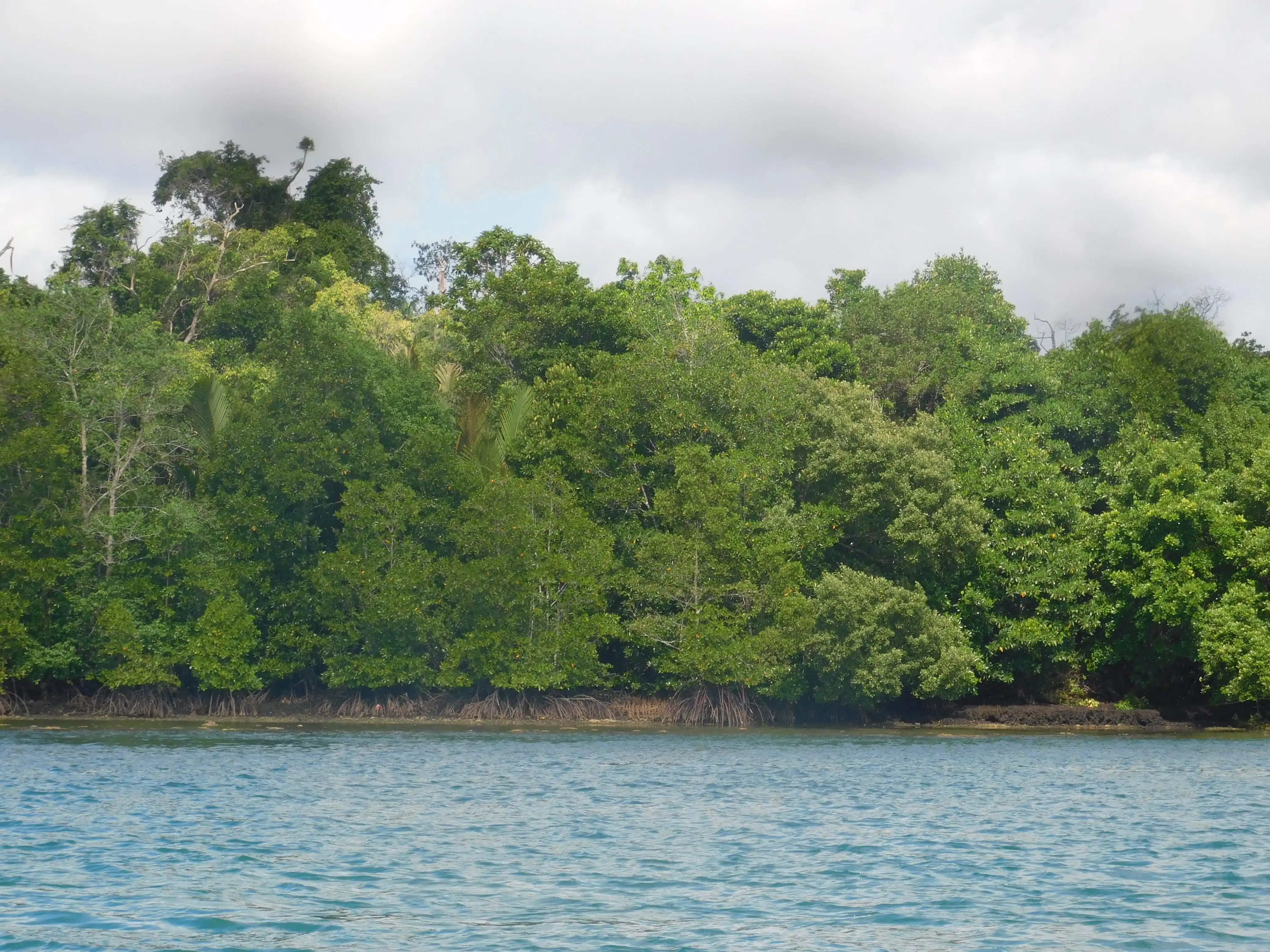 Kawasan Konservasi Mangrove